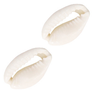 Perles coquillage Cauri Blanc naturel