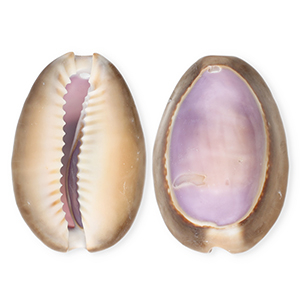 Pendentifs coquillage specials cauri Violet-marron